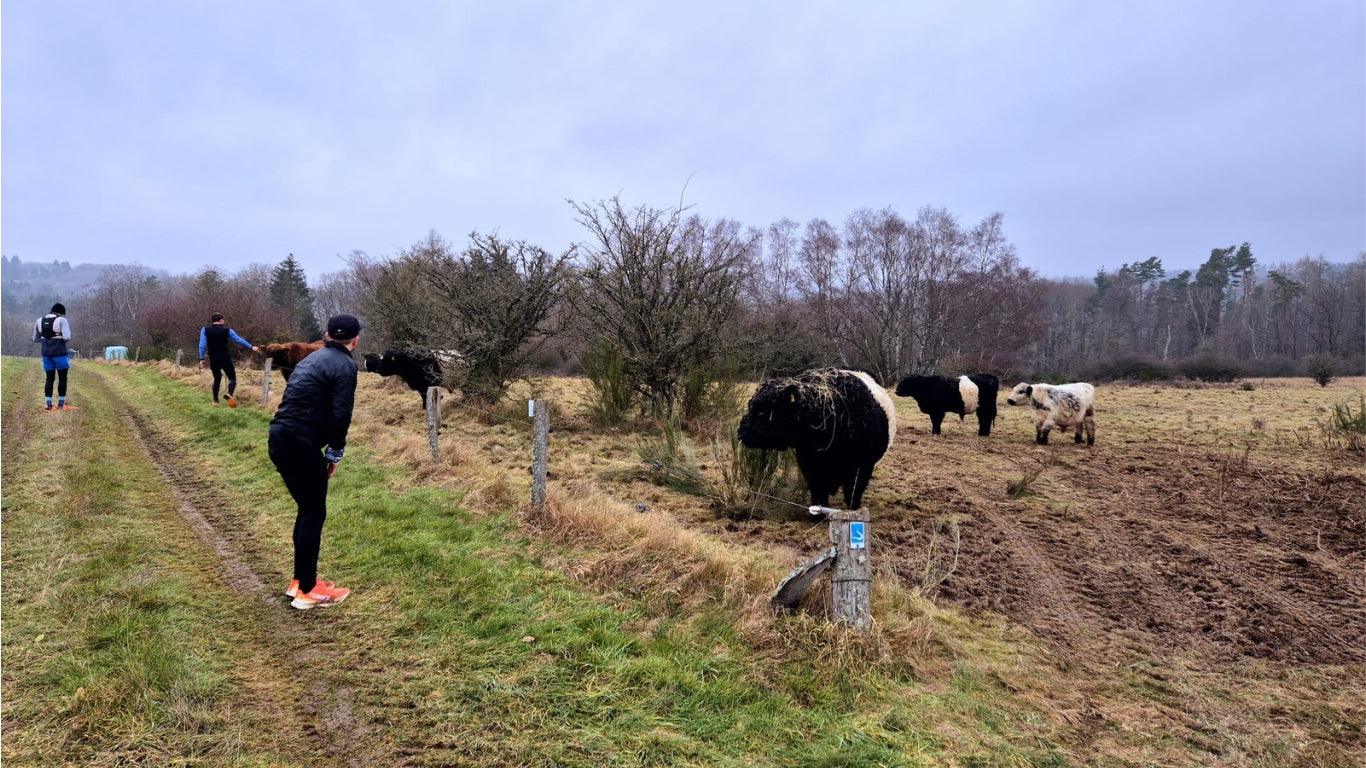 Läufer auf Feldweg neben Weide mit Galloway-Rindern, bewölkter Himmel, Naturlandschaft