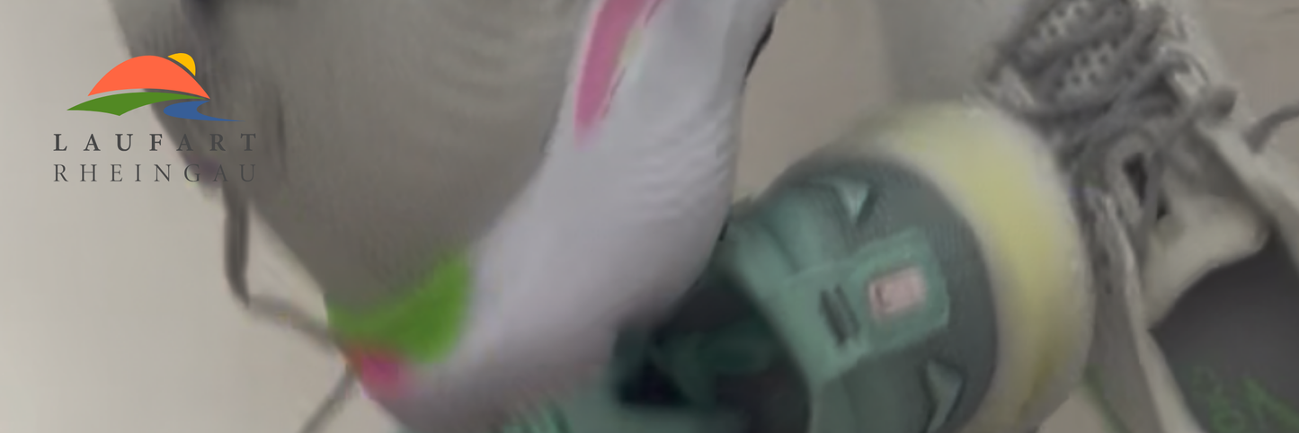 Brooks Schuhe fliegen durch die Luft oben Links ist das Laufart Rheingau Logo