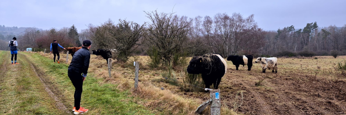 Trailläufer vor einem Rind auf den Wispertrails