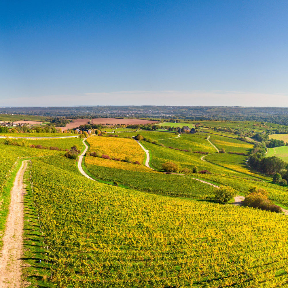 Bild Weinberge im Rheingau im Herbst nahe Kloster Eberbach