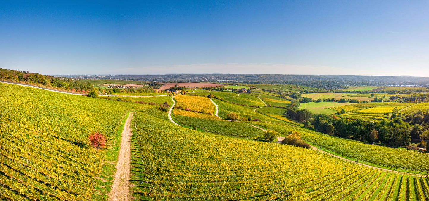 Bild Weinberge im Rheingau im Herbst nahe Kloster Eberbach